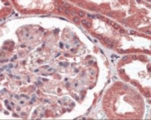 Anti-COL18A1 Mouse Monoclonal Antibody