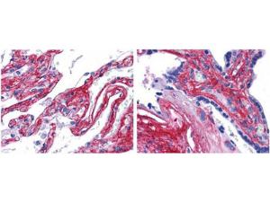 Anti-COL5A3 Rabbit Polyclonal Antibody