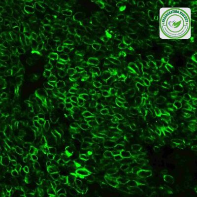 FITC Conjugated anti-Goat IgG SABC Kit HG-SA1066