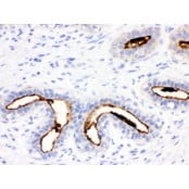 HRP Conjugated anti-Mouse IgG Super Vision Assay Kit N-SV0001-1