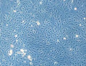 Stem Cell Complete Media