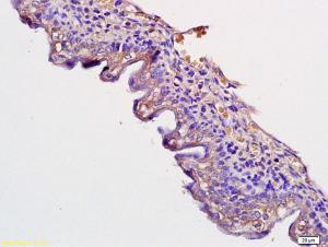 Anti-ADGRA2 Rabbit Polyclonal Antibody