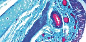 Trichrome stain kit (Masson) for histology