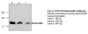 Anti-COL15A1 Rabbit Polyclonal Antibody