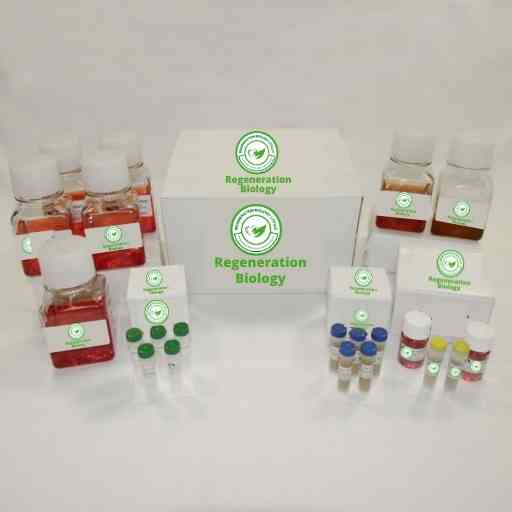 Rat Coronary Artery Endothelial Cell Culture Kit