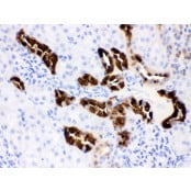 Anti-Calbindin-D Antibody (Monoclonal, CB-955) CA1007